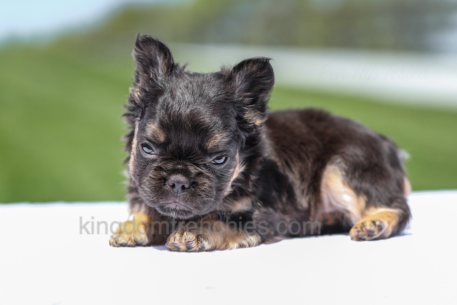 Jade - Black & Tan Fluffy Image of Jade - Black & Tan Fluffy, a French Bulldog puppy