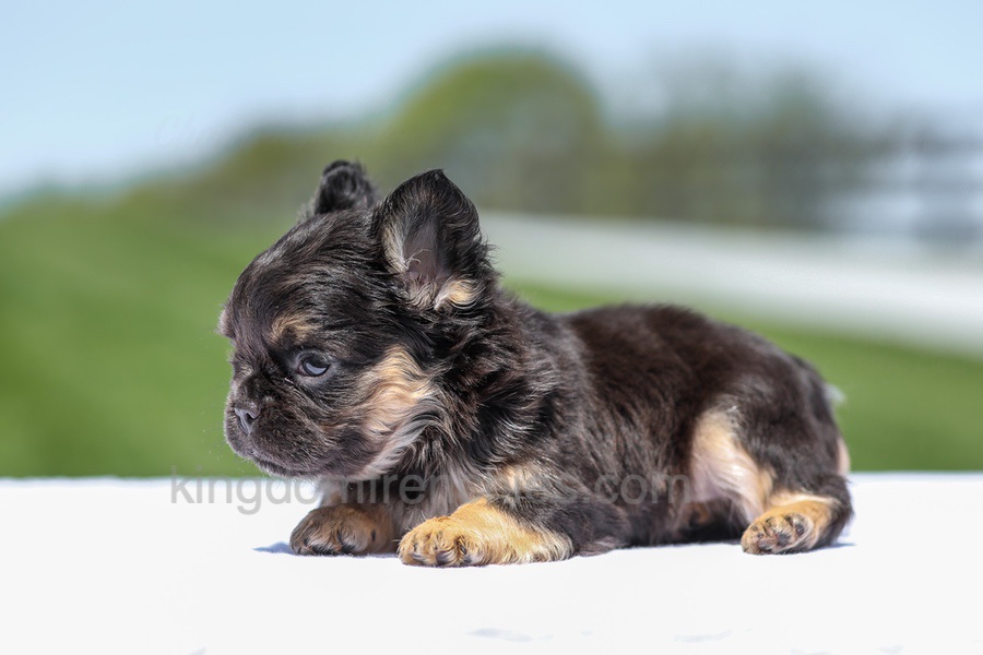 Jade - Black & Tan Fluffy Image of Jade - Black & Tan Fluffy, a French Bulldog puppy