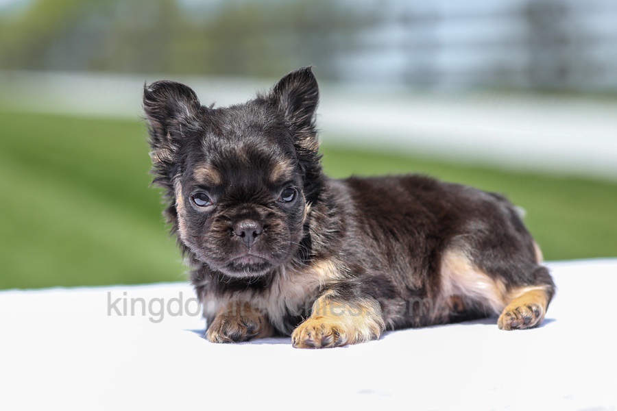 Jade - Black & Tan Fluffy Image of Jade - Black & Tan Fluffy, a French Bulldog puppy
