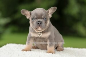 Image of Dallas - Blue & Tan, a French Bulldog puppy