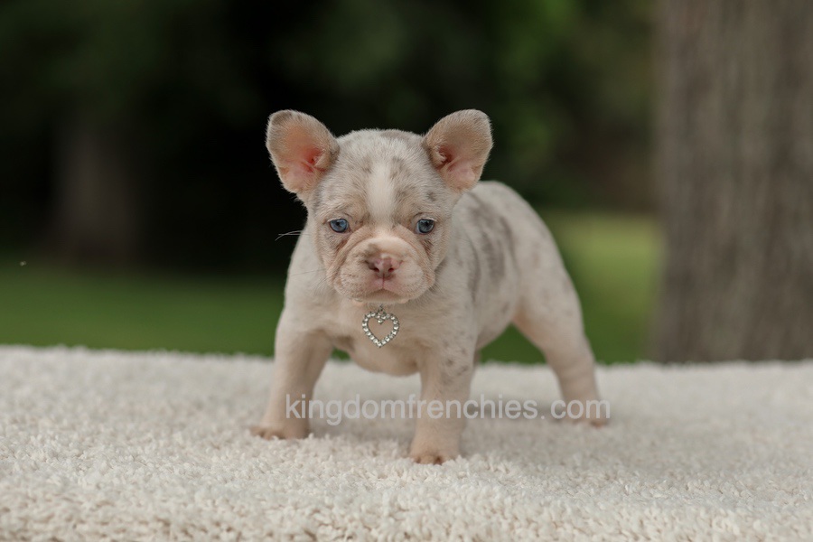 Dora - Issabella Merle Image of Dora - Issabella Merle, a French Bulldog puppy
