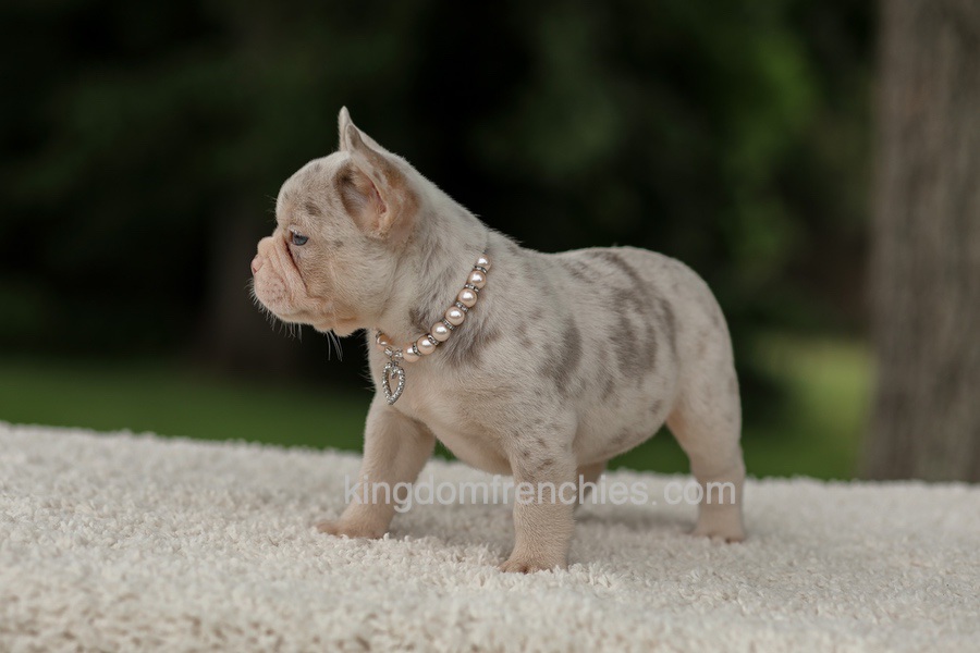 Dora - Issabella Merle Image of Dora - Issabella Merle, a French Bulldog puppy