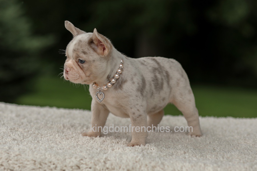 Dora - Issabella Merle Image of Dora - Issabella Merle, a French Bulldog puppy