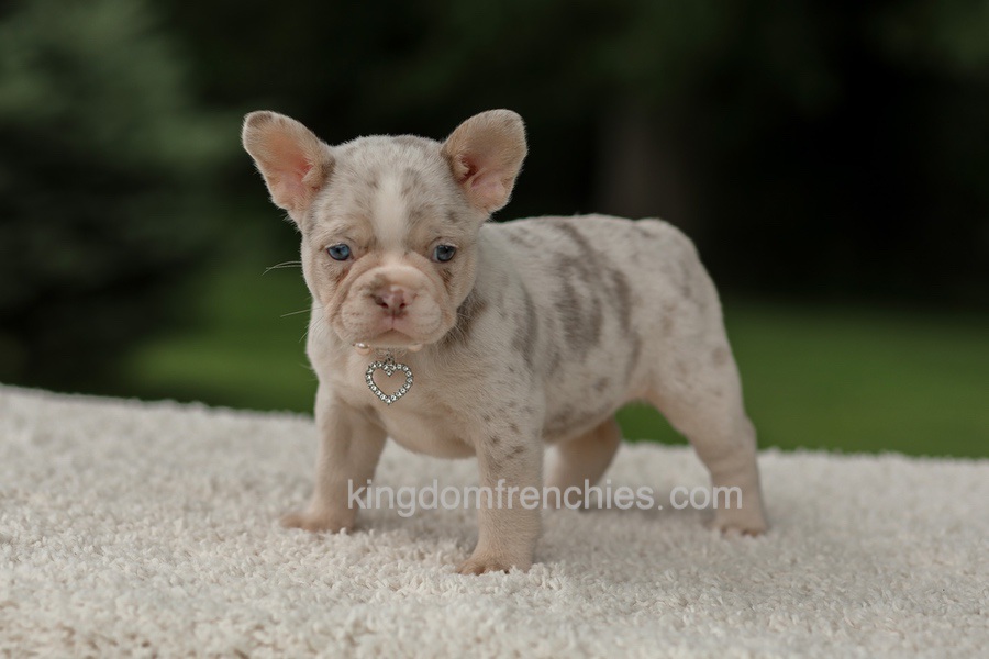 Dora - Issabella Merle Image of Dora - Issabella Merle, a French Bulldog puppy