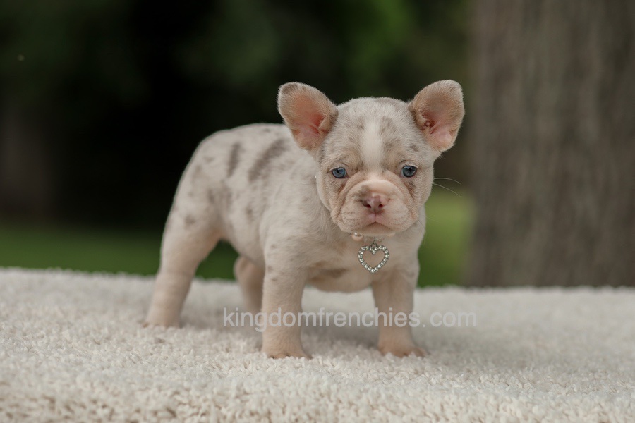 Dora - Issabella Merle Image of Dora - Issabella Merle, a French Bulldog puppy
