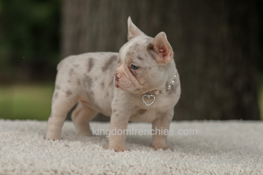 Dora - Issabella Merle Image of Dora - Issabella Merle, a French Bulldog puppy