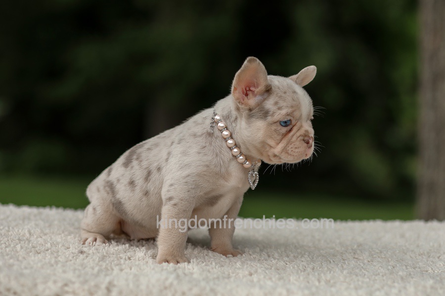 Dora - Issabella Merle Image of Dora - Issabella Merle, a French Bulldog puppy