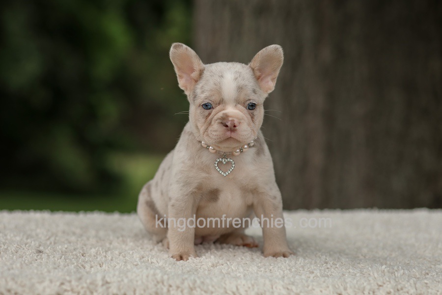Dora - Issabella Merle Image of Dora - Issabella Merle, a French Bulldog puppy