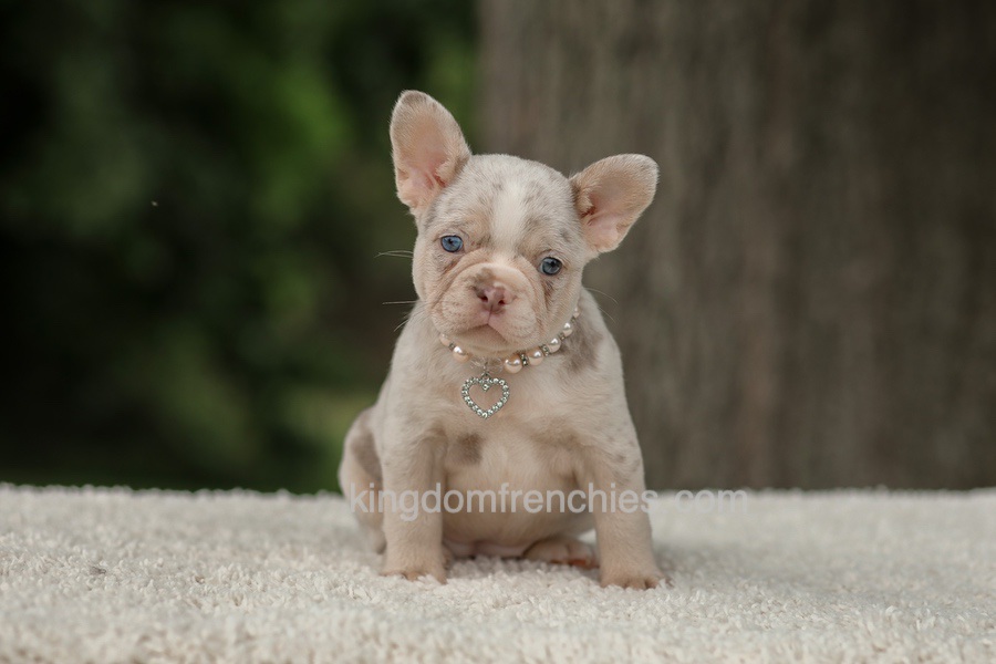 Dora - Issabella Merle Image of Dora - Issabella Merle, a French Bulldog puppy