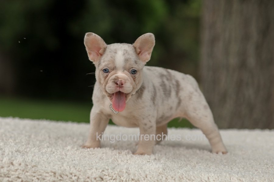 Dora - Issabella Merle Image of Dora - Issabella Merle, a French Bulldog puppy