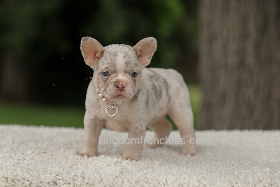 Dora - Issabella Merle Image of Dora - Issabella Merle, a French Bulldog puppy