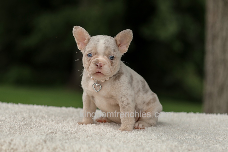 Dora - Issabella Merle Image of Dora - Issabella Merle, a French Bulldog puppy