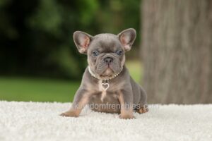 Duke - Blue & Tan
