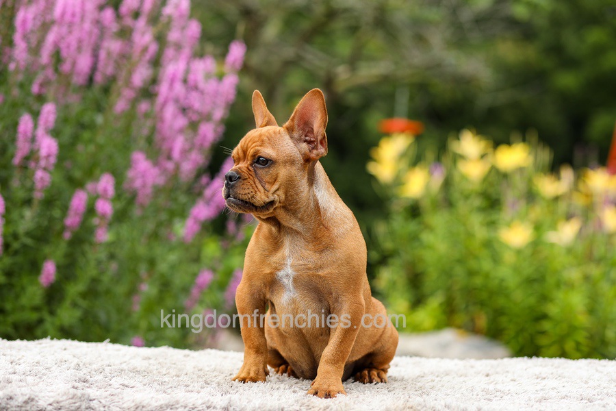 Diesel - Red Fawn Image of Diesel - Red Fawn, a French Bulldog puppy