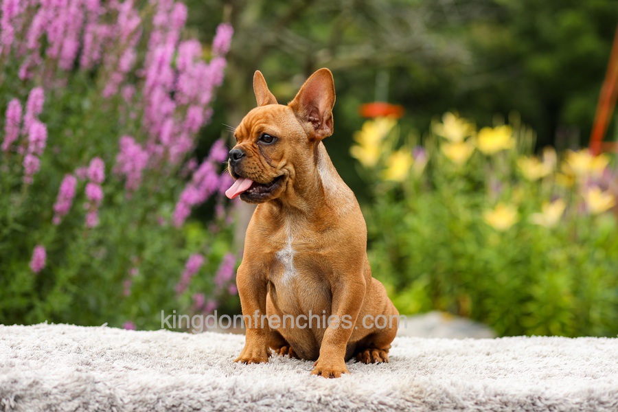 Diesel - Red Fawn Image of Diesel - Red Fawn, a French Bulldog puppy