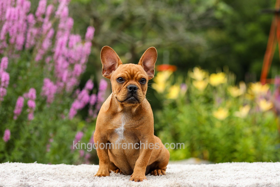 Diesel - Red Fawn Image of Diesel - Red Fawn, a French Bulldog puppy