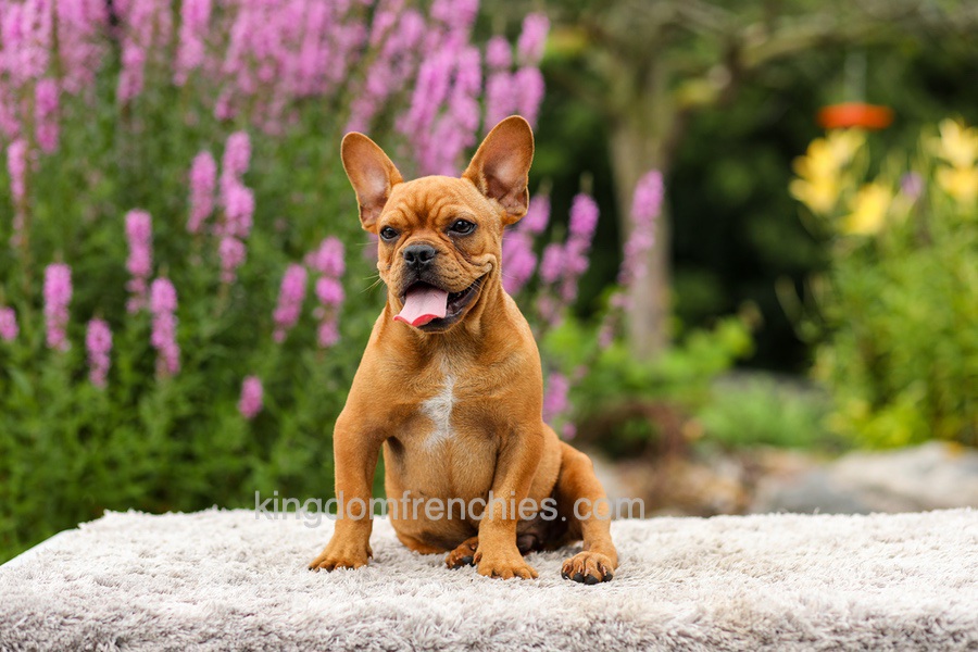 Diesel - Red Fawn Image of Diesel - Red Fawn, a French Bulldog puppy