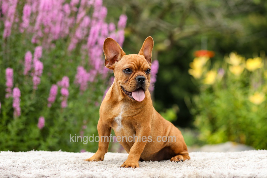 Diesel - Red Fawn Image of Diesel - Red Fawn, a French Bulldog puppy