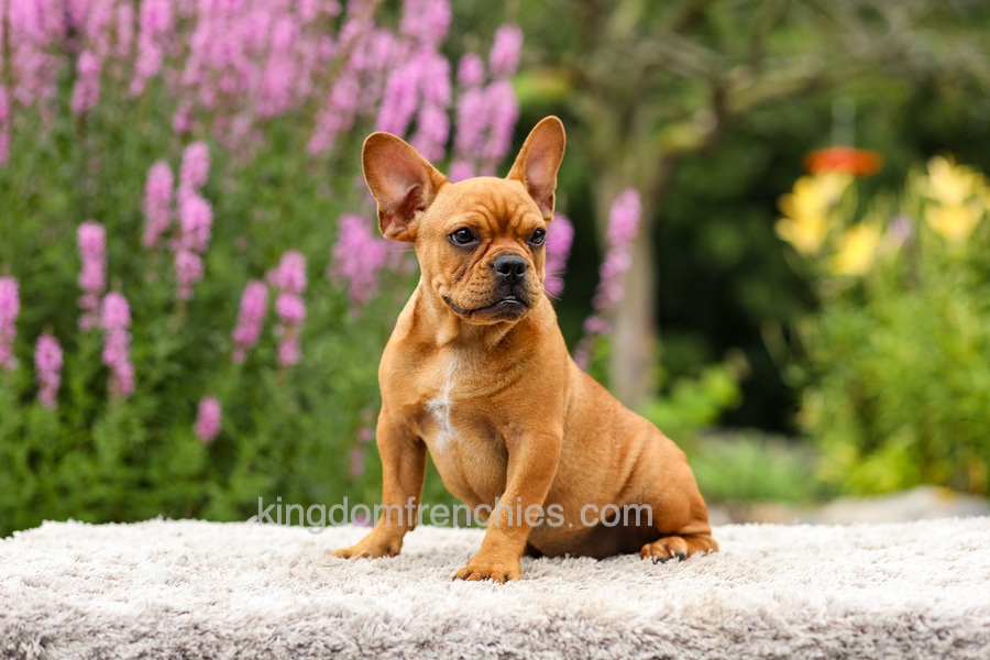 Diesel - Red Fawn Image of Diesel - Red Fawn, a French Bulldog puppy