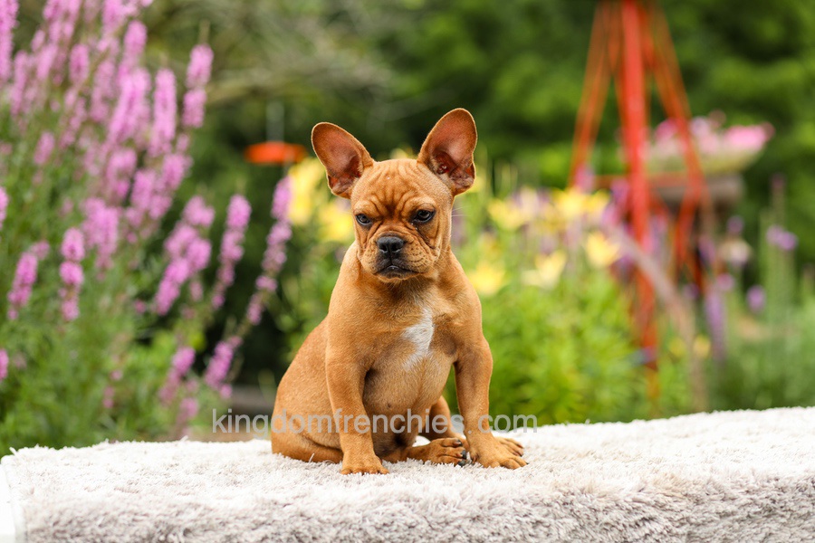 Diesel - Red Fawn Image of Diesel - Red Fawn, a French Bulldog puppy