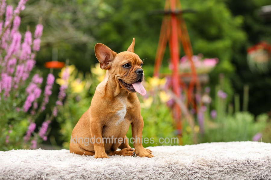 Diesel - Red Fawn Image of Diesel - Red Fawn, a French Bulldog puppy