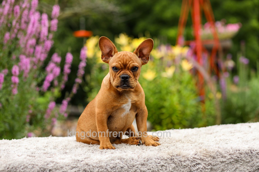 Diesel - Red Fawn Image of Diesel - Red Fawn, a French Bulldog puppy