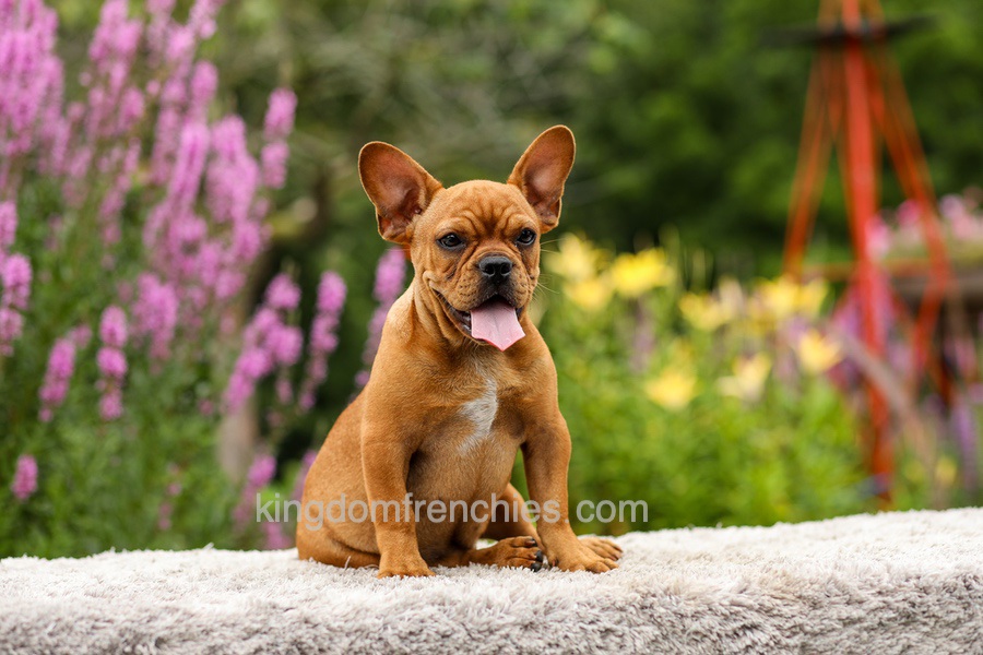 Diesel - Red Fawn Image of Diesel - Red Fawn, a French Bulldog puppy