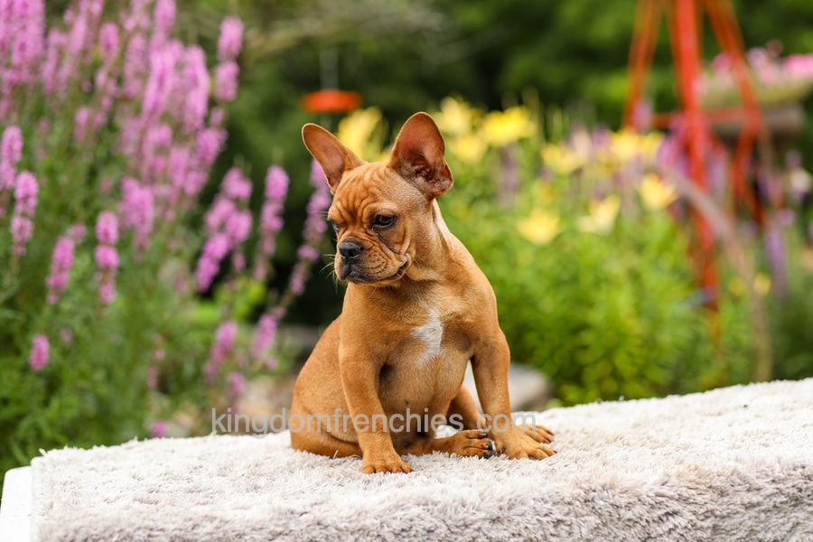Diesel - Red Fawn Image of Diesel - Red Fawn, a French Bulldog puppy