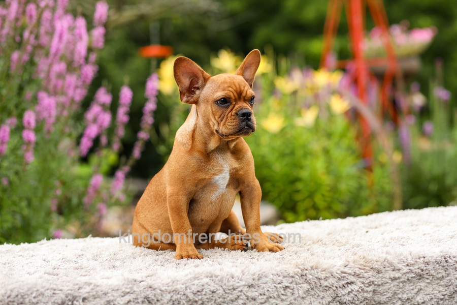 Diesel - Red Fawn Image of Diesel - Red Fawn, a French Bulldog puppy
