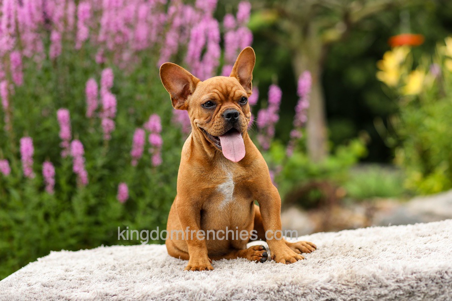 Diesel - Red Fawn Image of Diesel - Red Fawn, a French Bulldog puppy