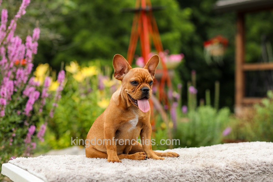 Diesel - Red Fawn Image of Diesel - Red Fawn, a French Bulldog puppy