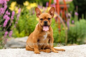 Image of Diesel - Red Fawn, a French Bulldog puppy