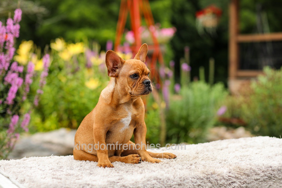 Diesel - Red Fawn Image of Diesel - Red Fawn, a French Bulldog puppy