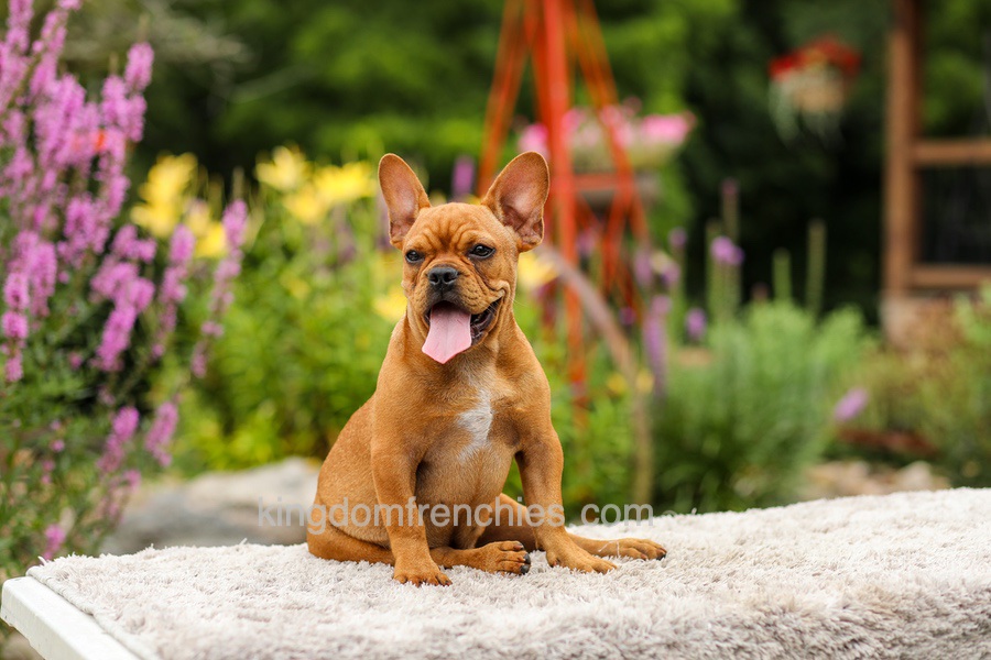 Diesel - Red Fawn Image of Diesel - Red Fawn, a French Bulldog puppy