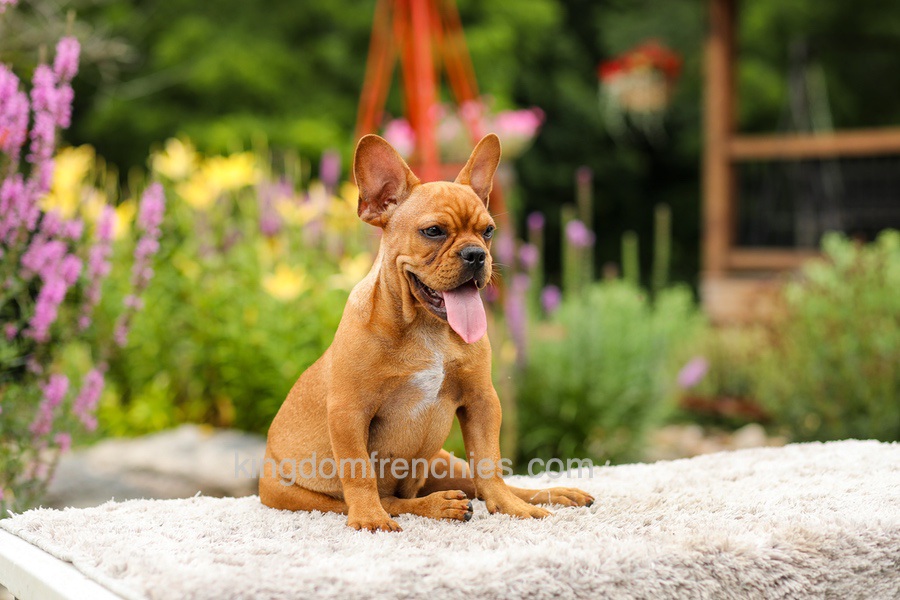 Diesel - Red Fawn Image of Diesel - Red Fawn, a French Bulldog puppy
