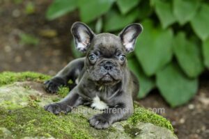 Image of Easton - Blue, a French Bulldog puppy