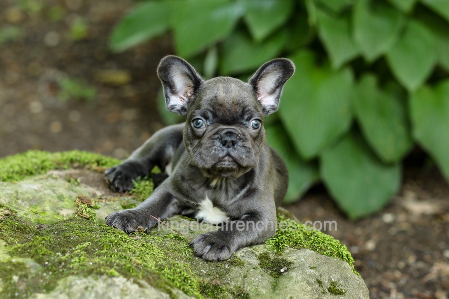 Easton - Blue Image of Easton - Blue, a French Bulldog puppy