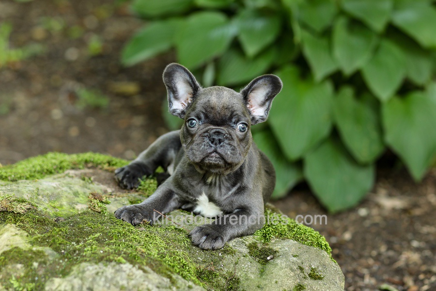 Easton - Blue Image of Easton - Blue, a French Bulldog puppy