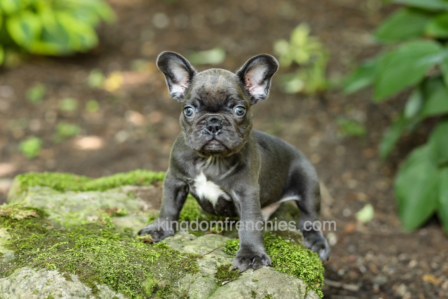 Easton - Blue Image of Easton - Blue, a French Bulldog puppy