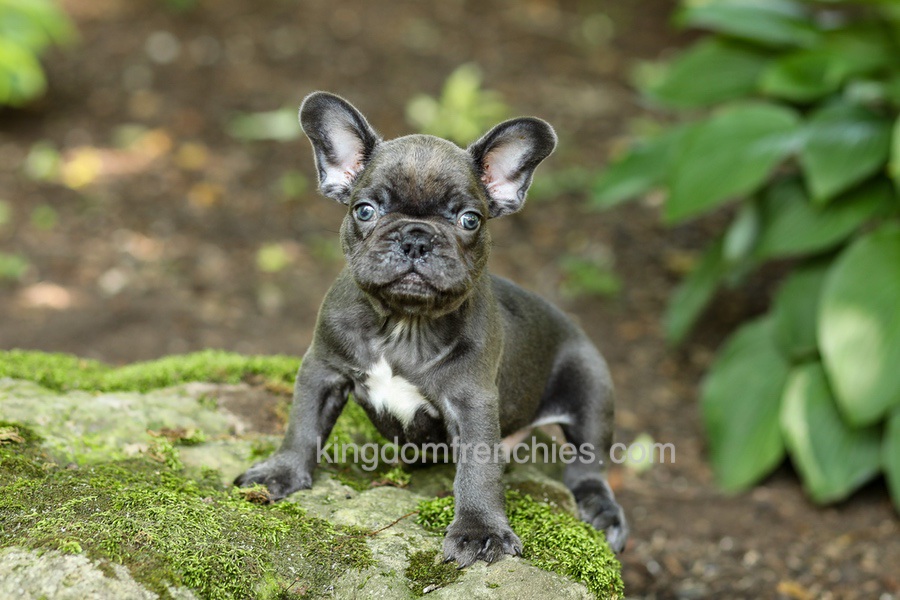 Easton - Blue Image of Easton - Blue, a French Bulldog puppy