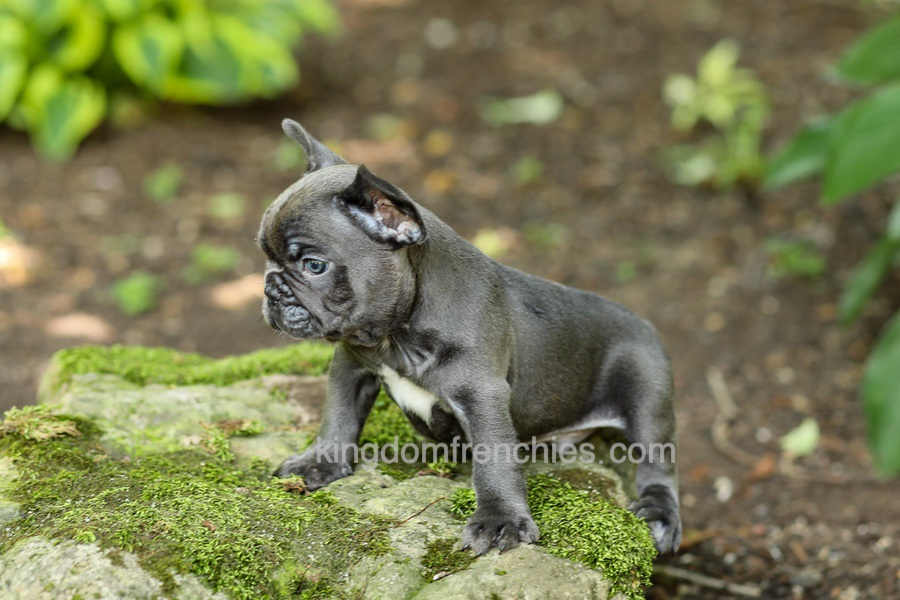 Easton - Blue Image of Easton - Blue, a French Bulldog puppy