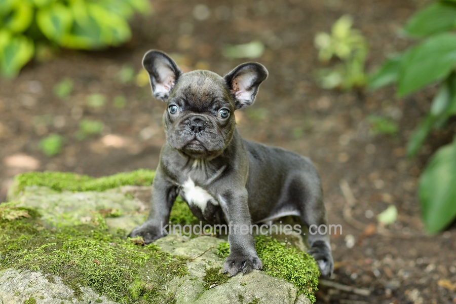 Easton - Blue Image of Easton - Blue, a French Bulldog puppy