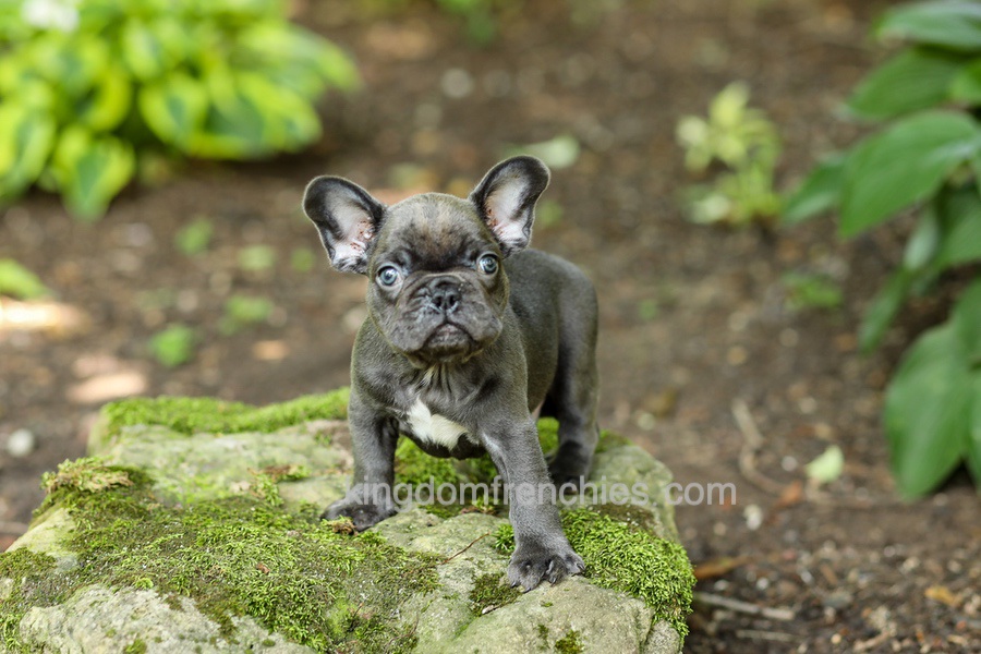 Easton - Blue Image of Easton - Blue, a French Bulldog puppy