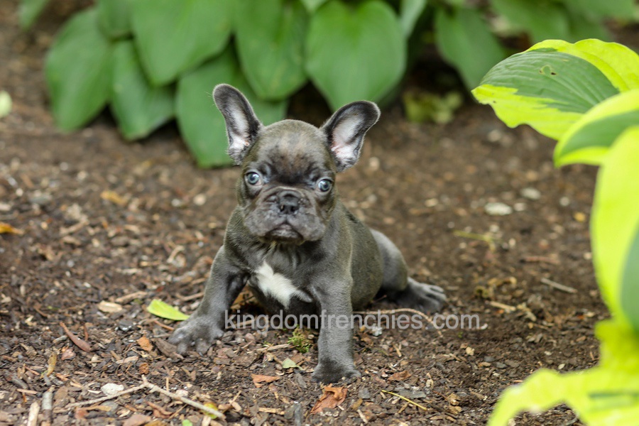 Easton - Blue Image of Easton - Blue, a French Bulldog puppy
