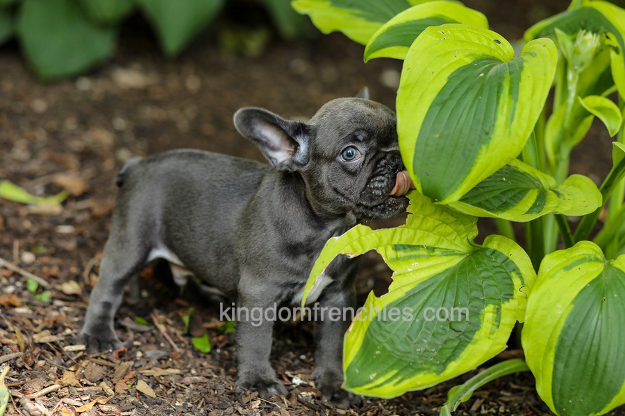 Easton - Blue Image of Easton - Blue, a French Bulldog puppy