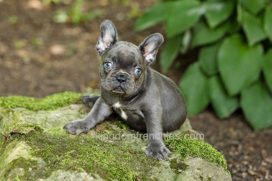 Evan - Blue Image of Evan - Blue, a French Bulldog puppy