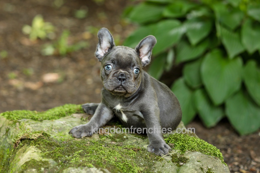 Evan - Blue Image of Evan - Blue, a French Bulldog puppy