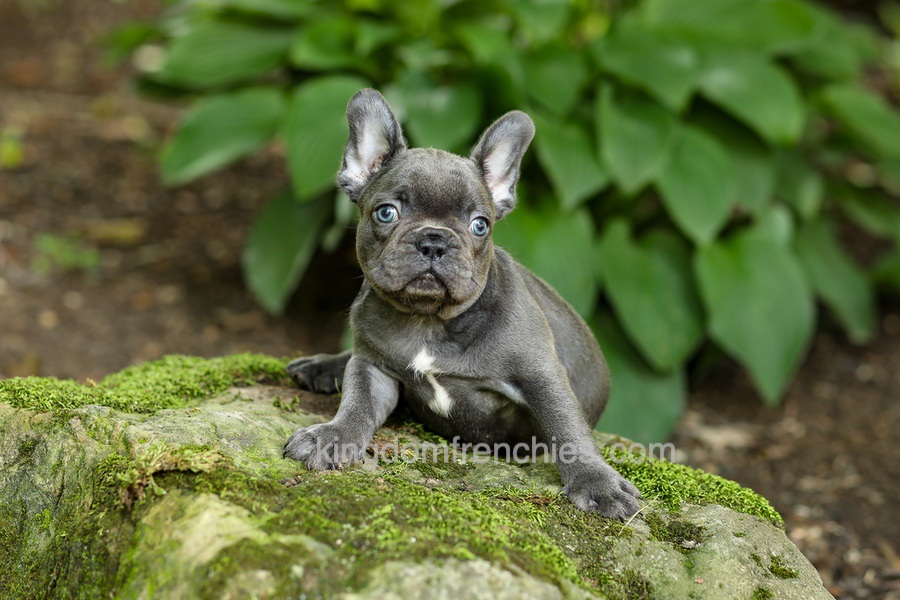 Evan - Blue Image of Evan - Blue, a French Bulldog puppy