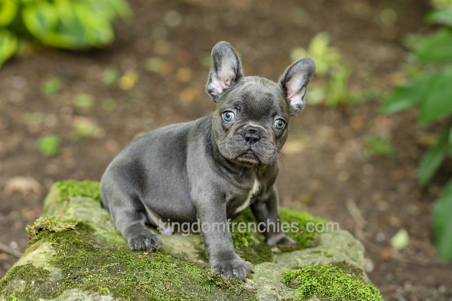 Evan - Blue Image of Evan - Blue, a French Bulldog puppy