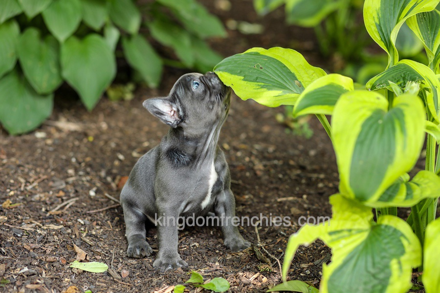 Evan - Blue Image of Evan - Blue, a French Bulldog puppy